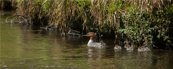 养殖番鸭要备什么药 养殖番鸭需要注意什么