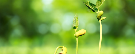 化肥有哪些四大元素(化肥六大元素有哪些)