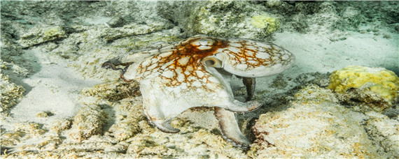 章鱼是什么颜色（章鱼是什么颜色的血）