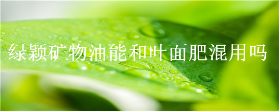 绿颖矿物油能和叶面肥混用吗（绿颖矿物油可以加叶面肥吗）