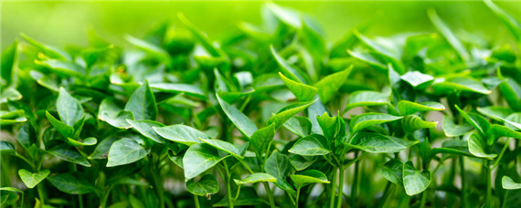 间苗是什么意思? 间苗是啥意思