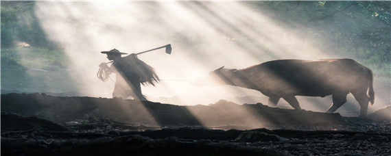 牛有四个胃哪个是真正的胃 牛有四个胃 哪个是真正的胃