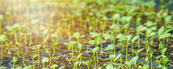 最有效催芽方法 最有效催芽方法紫苏种子