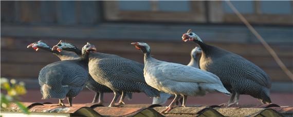 珍珠鸡吃什么草长得快（珍珠鸡长得快吗）