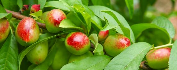 桃树结果部位外移怎么办 桃树移栽后的管理