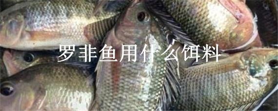 罗非鱼用什么饵料 野钓大罗非鱼用什么饵料