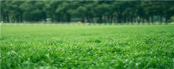 牛筋草用什么除草剂能杀死 玉米田牛筋草用什么除草剂能杀死