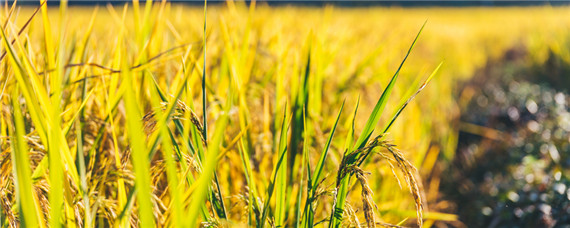 稻纵卷叶螟发生时间（稻纵卷叶螟防治时间）