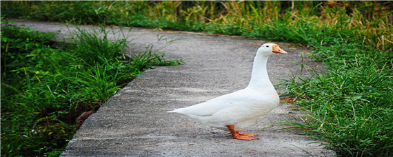鸭子和鹅的杂交叫什么（鸭跟鹅杂交叫什么）