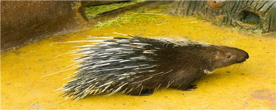 豪猪是刺猬吗(豪猪和刺猬有啥区别)