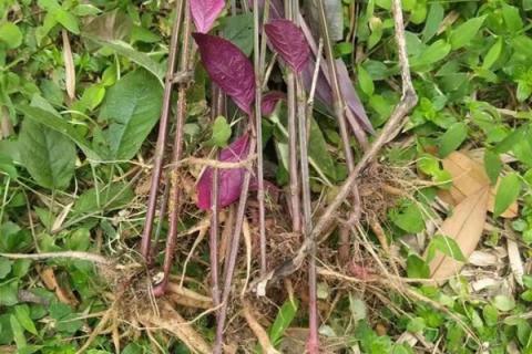 红牛克膝的功效与作用 中药红牛克膝的功效与作用