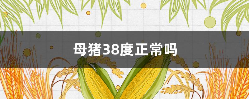 母猪38度正常吗 母猪38.3度正常吗