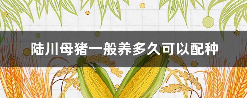 陆川母猪一般养多久可以配种 陆川母猪一般几个月可以配种