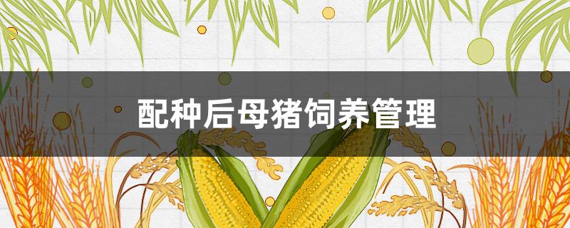 配种后母猪饲养管理（配种后母猪的饲养管理）