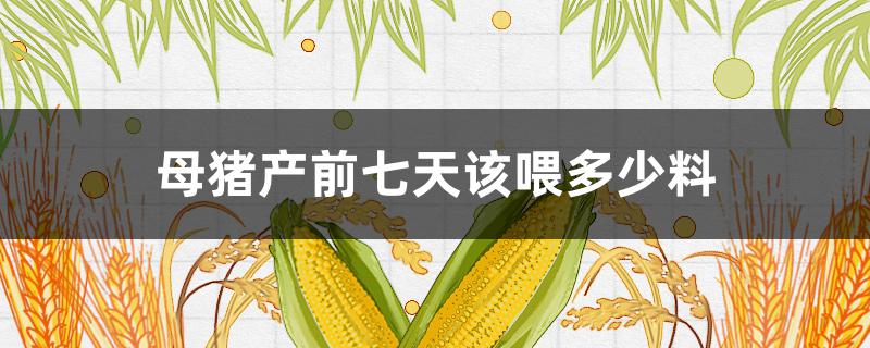 母猪产前七天该喂多少料 母猪产前七天喂哺乳料