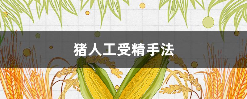 猪人工受精手法（猪人工受精技术要点）