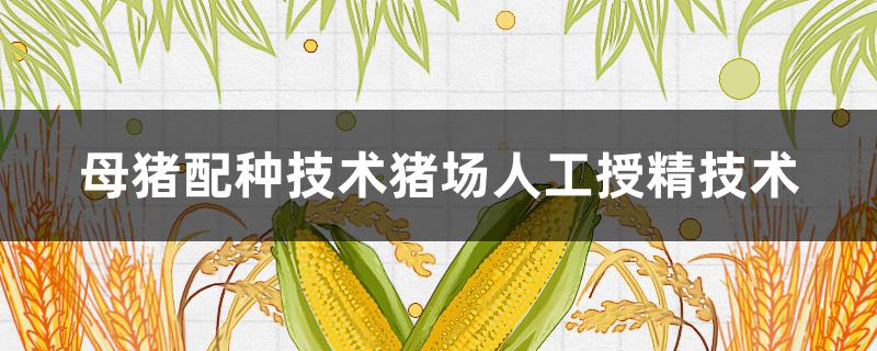 母猪配种技术猪场人工授精技术 猪人工授精公母猪配比