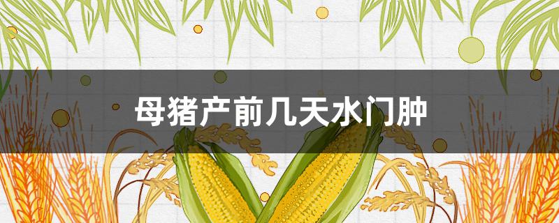 母猪产前几天水门肿 母猪生产时水门肿是怎么回事