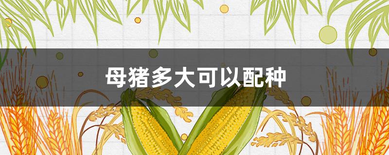 母猪多大可以配种 后备母猪多大可以配种