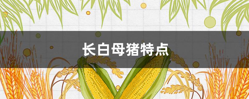 长白母猪特点（长大白母猪的特征）