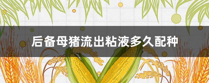 后备母猪流出粘液多久配种(后备母猪配种后26天出现那个流粘液是不是饭前)