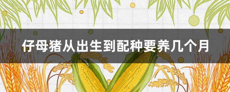 仔母猪从出生到配种要养几个月 母猪配种几天生仔