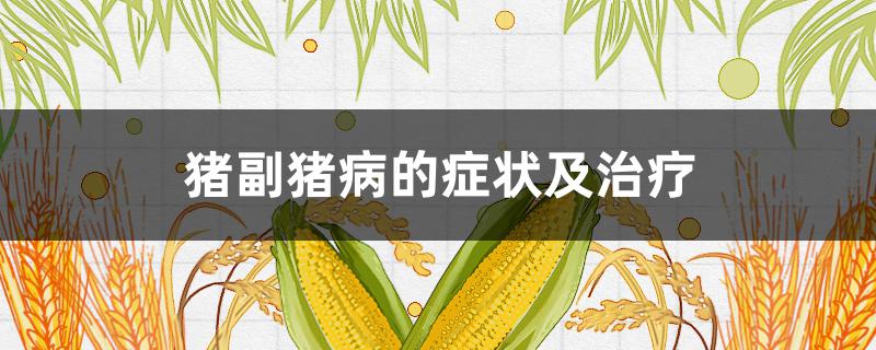 猪副猪病的症状及治疗 猪副猪的症状和治疗方法