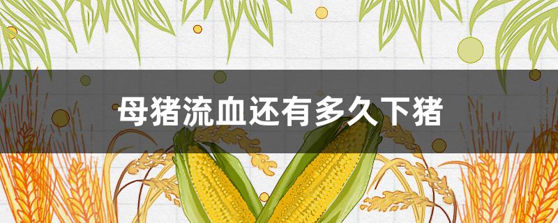 母猪流血还有多久下猪（母猪下猪流血怎么办）