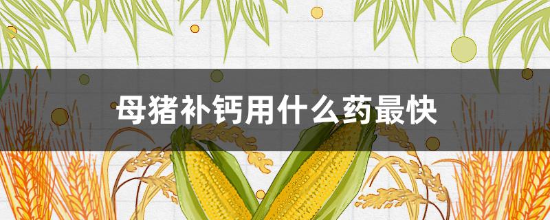 母猪补钙用什么药最快（母猪缺钙用什么药好）