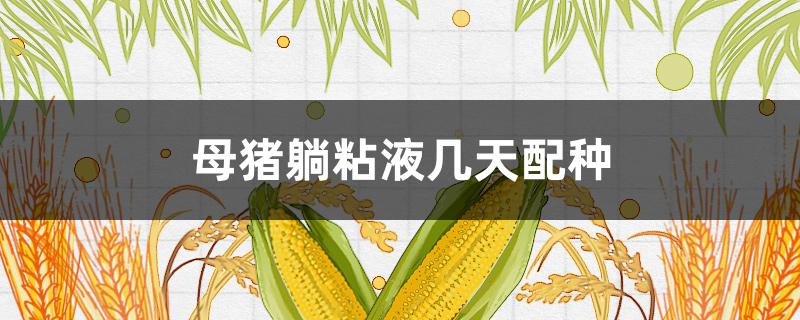 母猪躺粘液几天配种 母猪配种20天排粘液