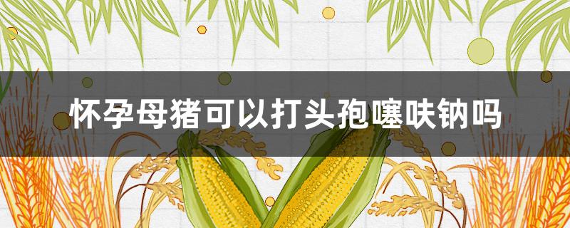 怀孕母猪可以打头孢噻呋钠吗 头孢噻肟钠可以注射怀孕母猪吗?