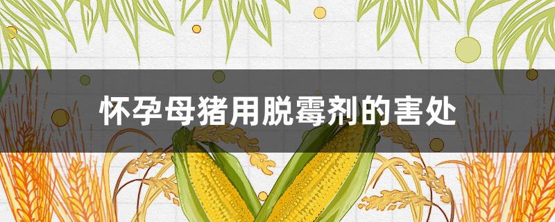 怀孕母猪用脱霉剂的害处（脱霉剂对怀孕母猪有什么影响）