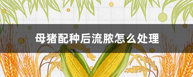 母猪配种后流脓怎么处理（母猪配种后几天流脓怎么回事）