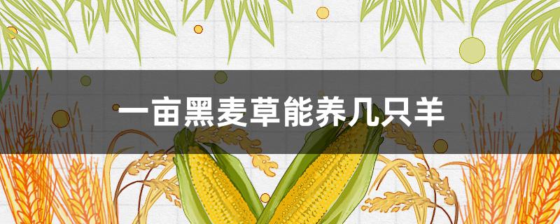 一亩黑麦草能养几只羊（50只羊一年吃几亩黑麦草）