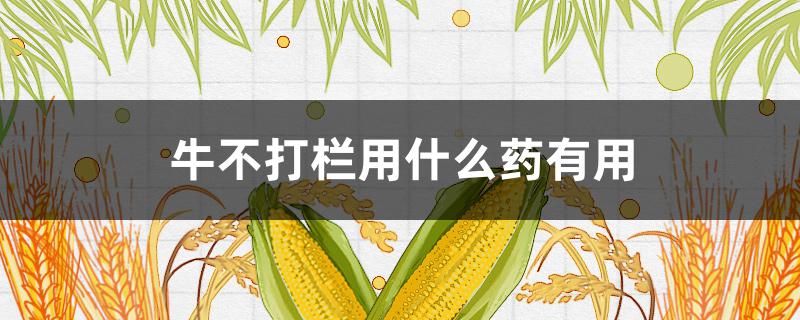 牛不打栏用什么药有用（牛不打栏吃什么药）