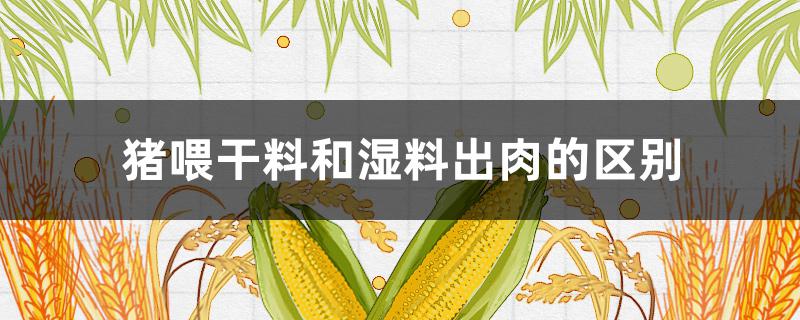 猪喂干料和湿料出肉的区别 养猪干料和湿料的区别