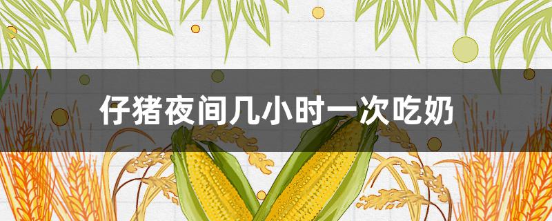 仔猪夜间几小时一次吃奶 仔猪夜间几小时一次吃奶粉