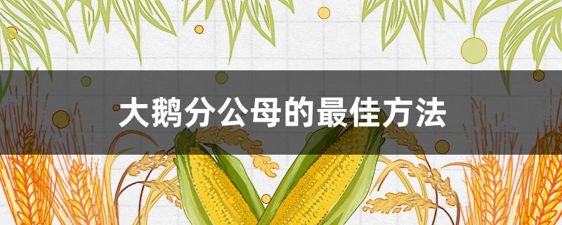 大鹅分公母的最佳方法 大鹅怎样分公母