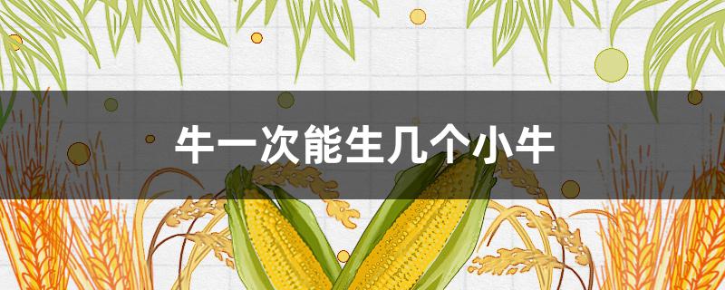 牛一次能生几个小牛 牛一次可以生几个小牛