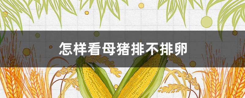 怎样看母猪排不排卵（怎样才知道母猪排卵了没有）