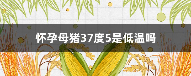 怀孕母猪37度5是低温吗（哺乳母猪37度5是低温吗）