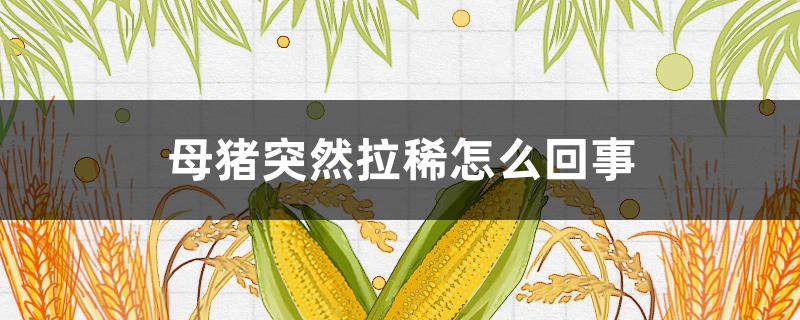 母猪突然拉稀怎么回事 母猪拉稀是怎么回事