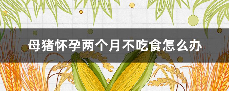 母猪怀孕两个月不吃食怎么办 母猪怀孕两个月不吃不喝怎么办?