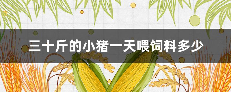 三十斤的小猪一天喂饲料多少（三十斤的小猪一顿喂多少合适）