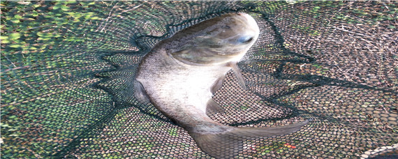 大头鱼鱼饵配方（大头鱼饵料配方）