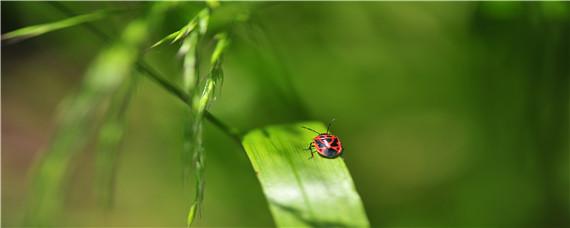 菜虫不用农药怎么除 菜园虫多不用农药怎么除