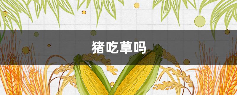 猪吃草吗（猪只吃草可以吗）