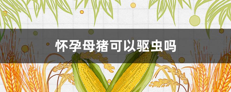 怀孕母猪可以驱虫吗 怀孕母猪可以驱虫不