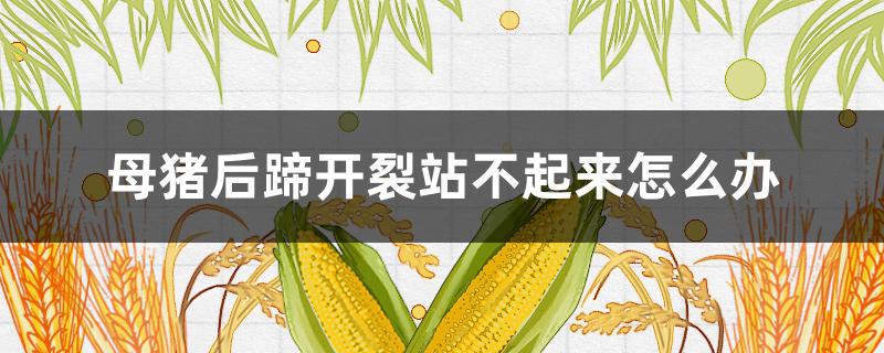 母猪后蹄开裂站不起来怎么办（母猪蹄裂站不起来怎么治疗）