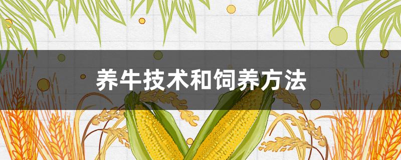 养牛技术和饲养方法（东北养牛技术和饲养方法）